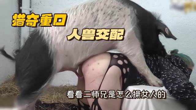 猎奇重口，人兽交配画皮猪后入肥臀肉便器熟女场面火爆